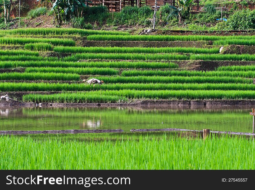 Beautiful rice terraces of northern Thailand. Beautiful rice terraces of northern Thailand.