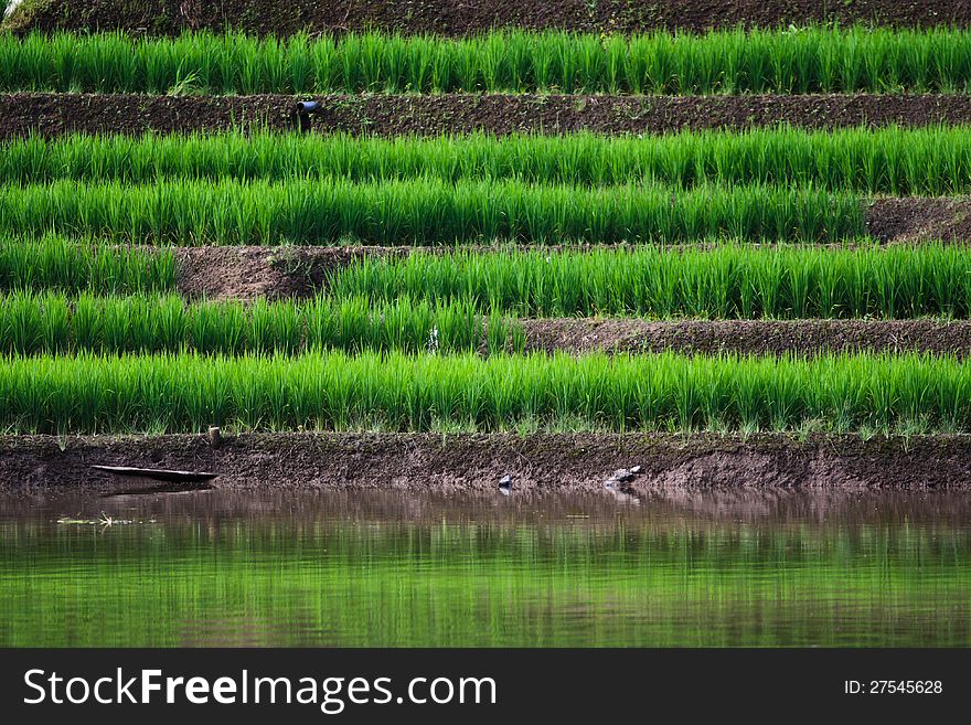 Terraced Rice Fields In Northern Thailand