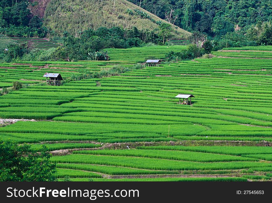 Terraced Rice Fields In Northern Thailand