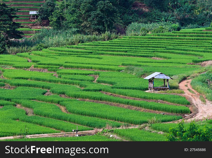 Terraced Rice Fields In Northern Thailand