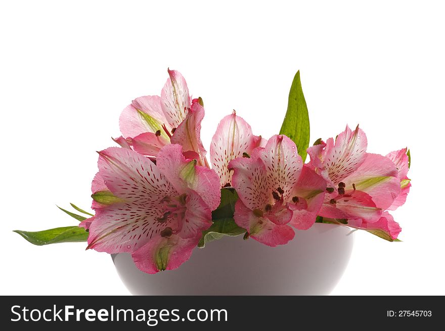 Bunch of Perfect Pink Alstroemeria in White Vase isolated on white background. Bunch of Perfect Pink Alstroemeria in White Vase isolated on white background