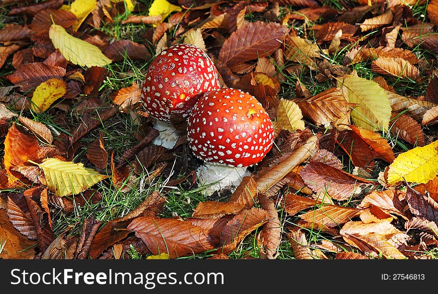 Fly Agaric Fungi (Amanita muscaria) amongst fallen Autumn Leaves. Fly Agaric Fungi (Amanita muscaria) amongst fallen Autumn Leaves