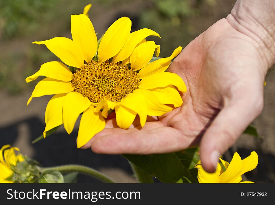 Young sunflower in the human hand.