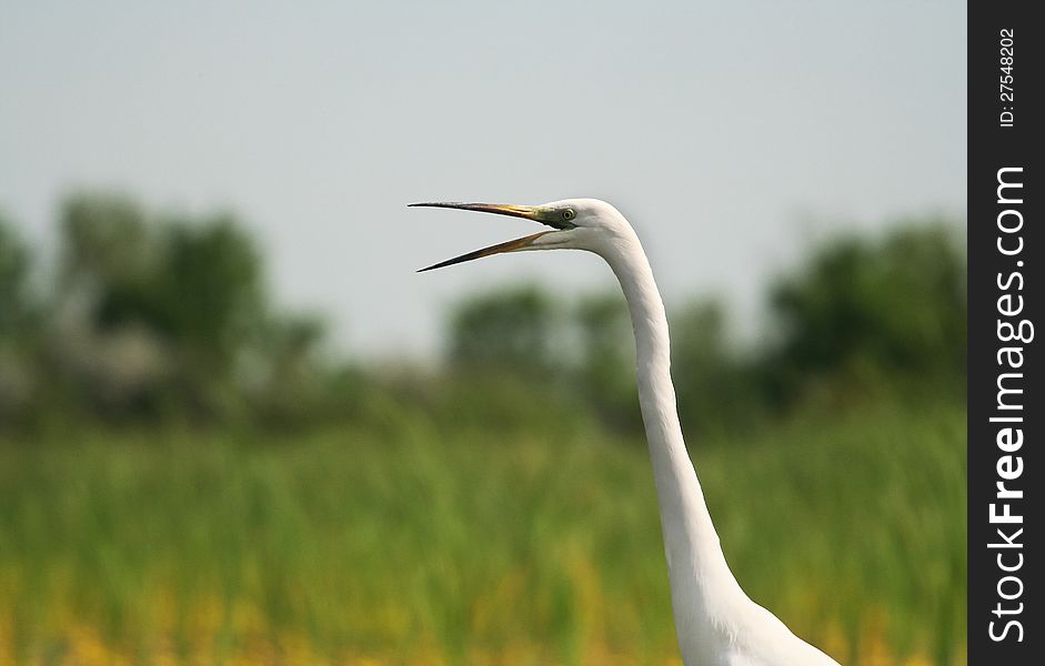 Egret Portrait