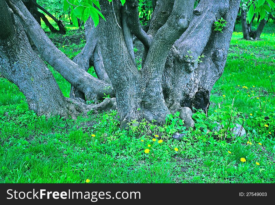 Bottom of several trunks. Impression of a fairy forest. Bottom of several trunks. Impression of a fairy forest.