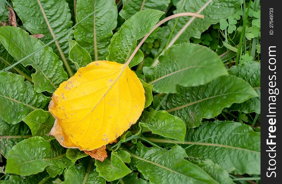 Autumn leafs on green leafs, macro closeup.