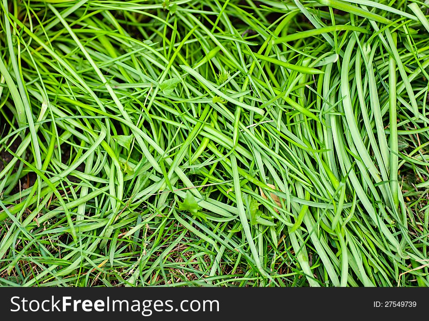 Green Grass Surface