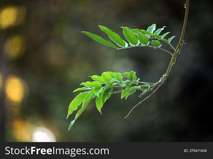 The leaves of green trees are a book of knowledge in the mind of a conscious person