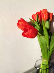 Bouquet Fresh Red Tulips With Green Leaves In Glass Vase On White Wall Background. Greeting Card For Spring Holidays. Stock Photography