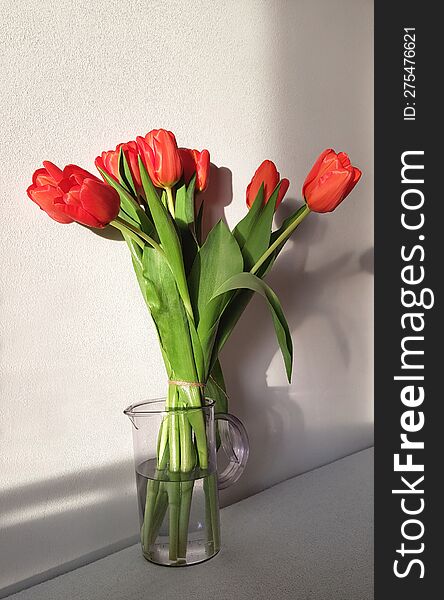Bouquet fresh red tulips with green leaves in glass vase on table, white wall background with shadows. Greeting card for spring ho
