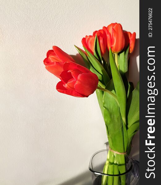 Bouquet Fresh Red Tulips With Green Leaves In Glass Vase On White Wall Background. Greeting Card For Spring Holidays.