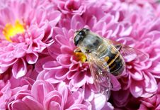 Bee With Chrysanthemums Stock Photography Bee With Chrysanthemums Stock Photography