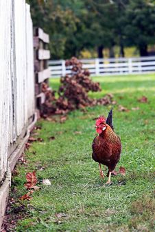 Free Range Rooster Royalty Free Stock Photo Free Range Rooster Royalty Free Stock Photo