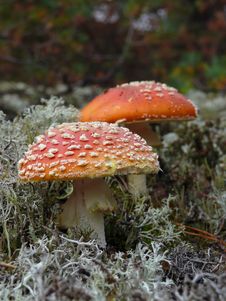 Pair Of Fly Amanita Royalty Free Stock Photos Pair Of Fly Amanita Royalty Free Stock Photos