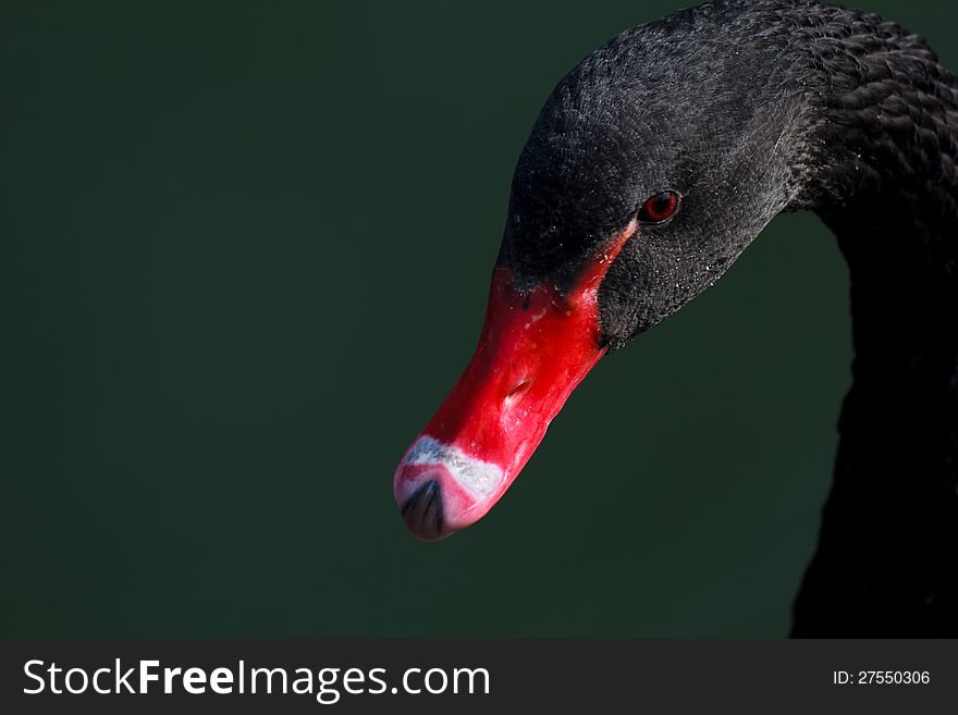 A black swan in the lake