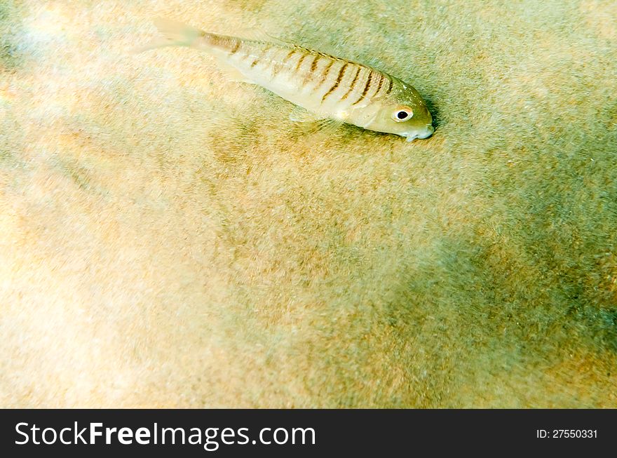 Beautiful sea fish on sand background under water. Beautiful sea fish on sand background under water