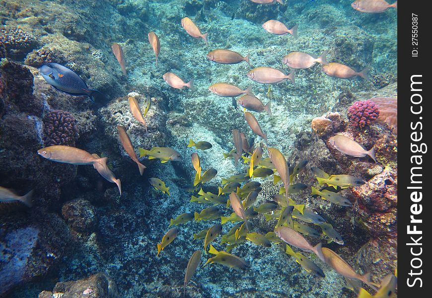 Red Sea school of fish swims along coral