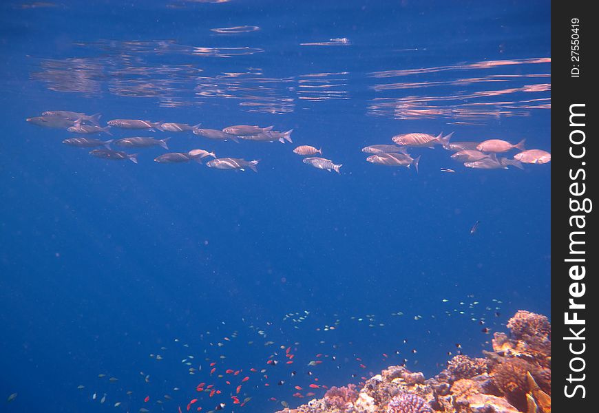 Pink fish is swimming in the beautiful water.