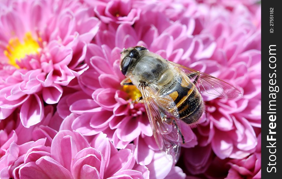 Bee with chrysanthemums