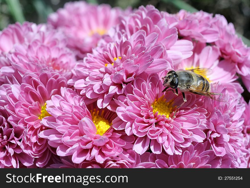 Macro photography - pink chrysantemums with a bee. Macro photography - pink chrysantemums with a bee