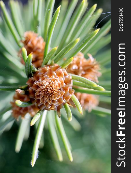 Macro of a fir tree sprout. Macro of a fir tree sprout