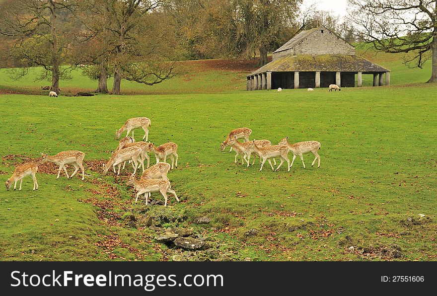 A herd of female fallow deer sharing a meadow with sheep, seen in the Cumbrian countryside, grazing. The stags were not too far away. A herd of female fallow deer sharing a meadow with sheep, seen in the Cumbrian countryside, grazing. The stags were not too far away.