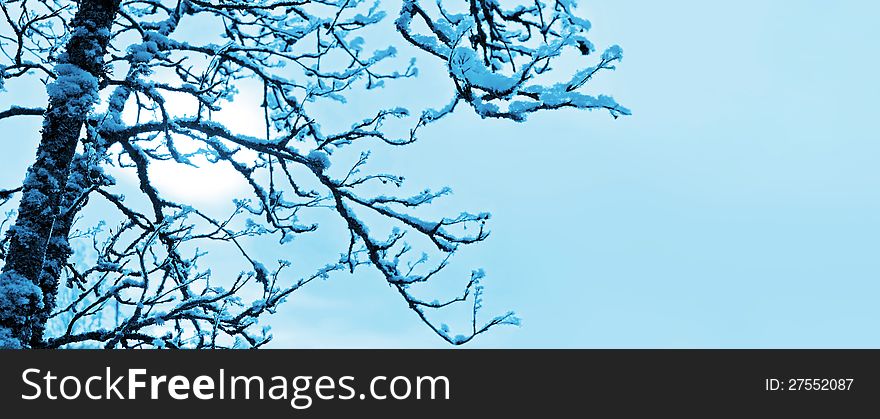 Frozen tree against blue sky background