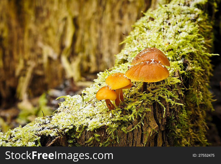 Frosty mushrooms on an old stump covered with moss.