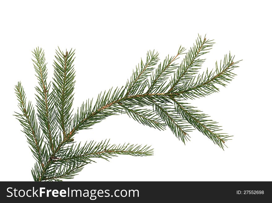 Spruce branch isolated on white background. Clipping path is included. Spruce branch isolated on white background. Clipping path is included