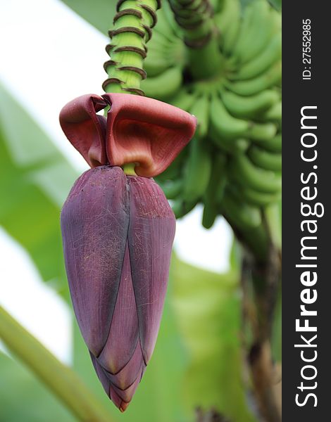 Close up a banana blossom against with green background