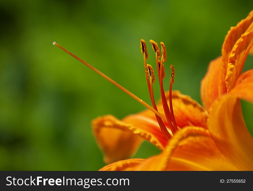 Close-up orange lily flower