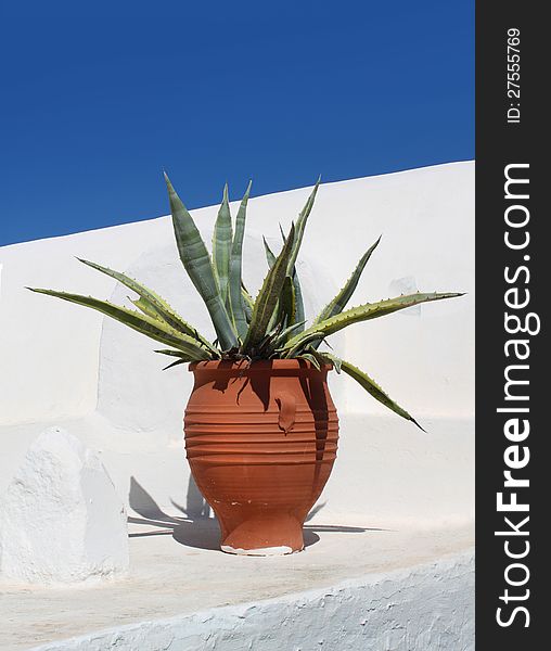 Mediterranean terracotta cactus pot on white washed plaster, blue sky background