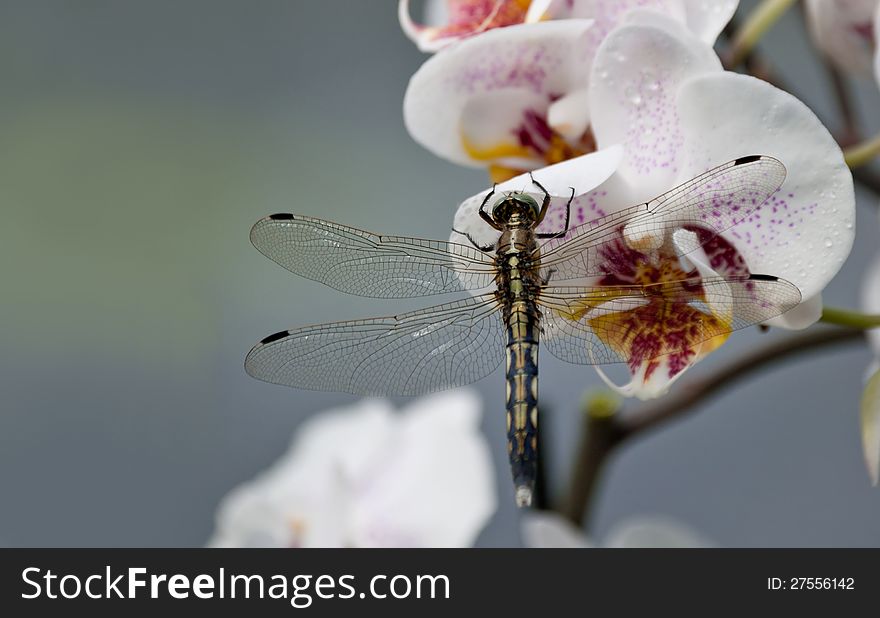 Dragonfly On Orchid