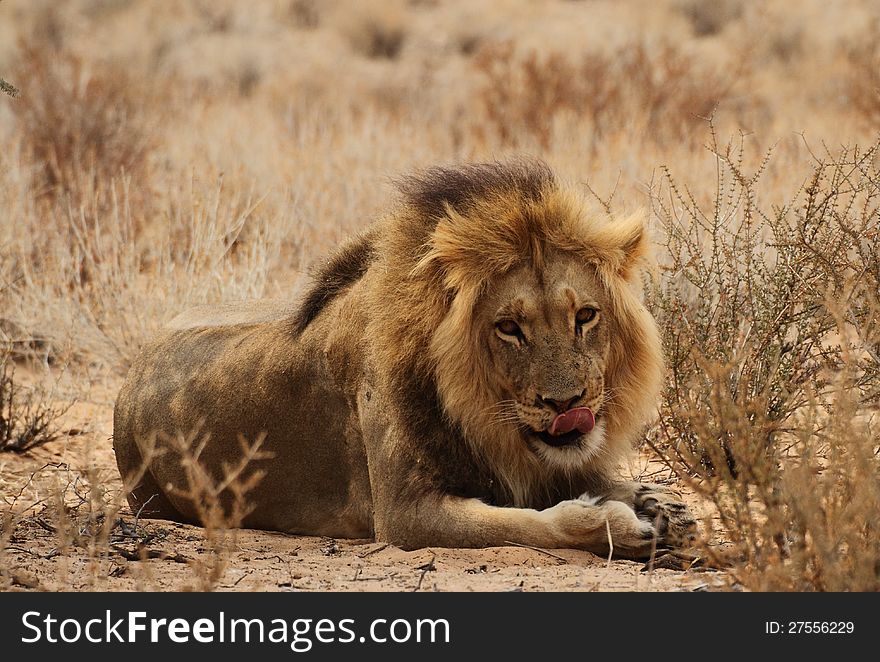 Male lion licking its lips. Male lion licking its lips