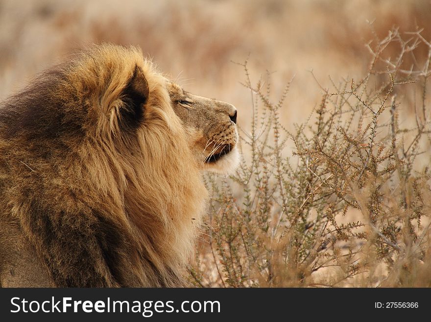 Portrait of a profile of a wild Kgaligadi lion. Portrait of a profile of a wild Kgaligadi lion