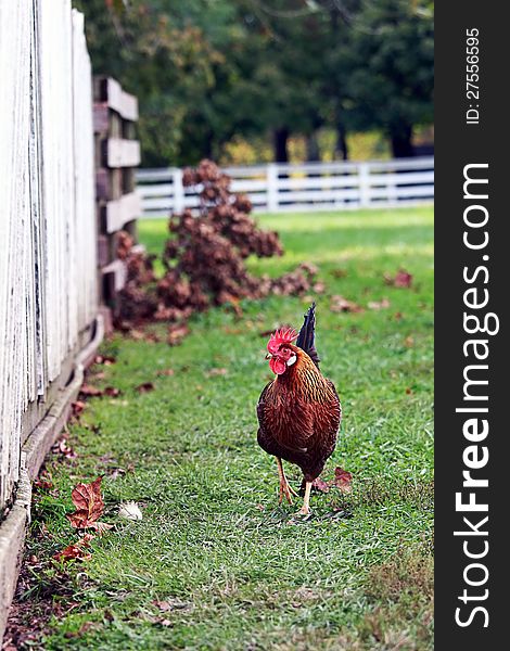 Free Range Rooster