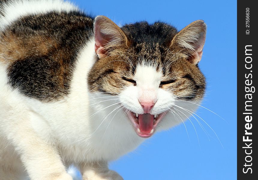 Photo of screaming french cat. Photo of screaming french cat