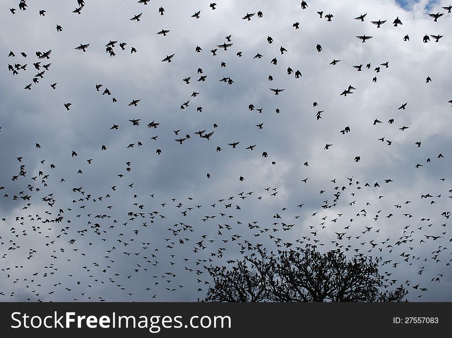Starling migratory birds  in the heaven. Starling migratory birds  in the heaven