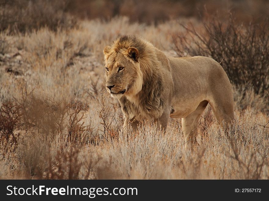 Male lion walking free in the Kgaligadi. Male lion walking free in the Kgaligadi
