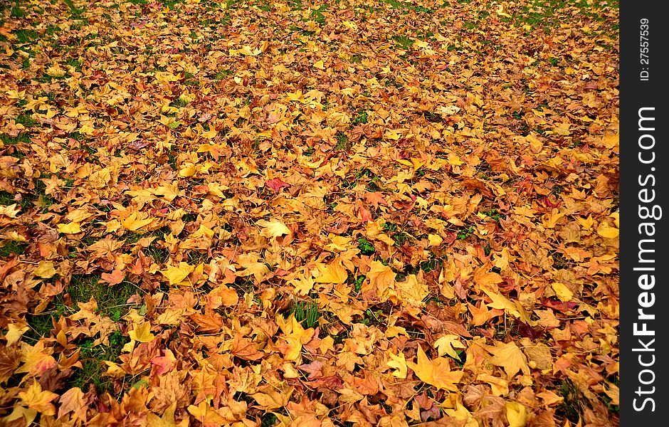 Vivid autumn leaves fallen on the ground. Vivid autumn leaves fallen on the ground