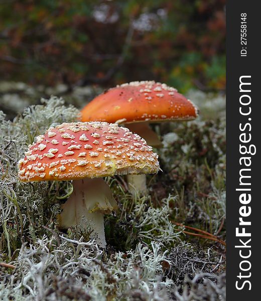 Pair of fly amanita