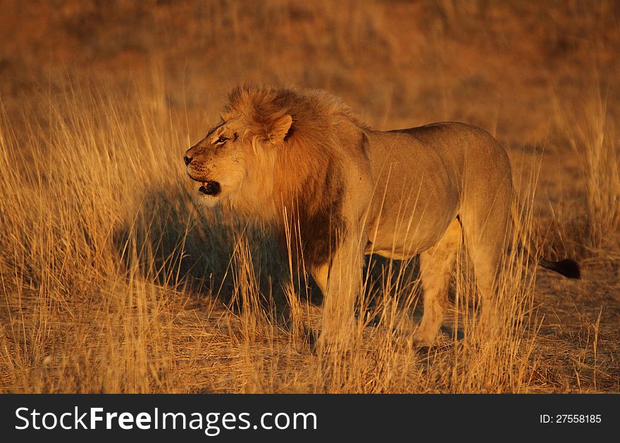 Male lion just after sunrise in the kgaligadi. Male lion just after sunrise in the kgaligadi