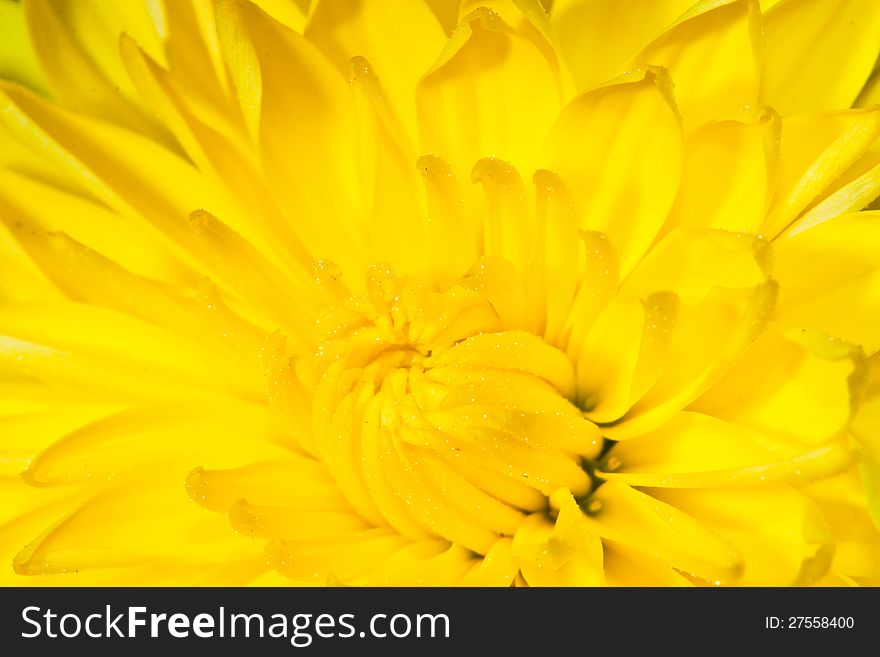 Blooming yellow chrysanthemum flower macro photo as background