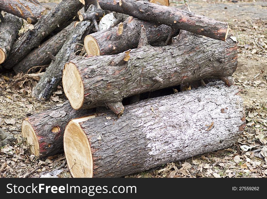 Firewood lies a pile on the earth. Firewood lies a pile on the earth