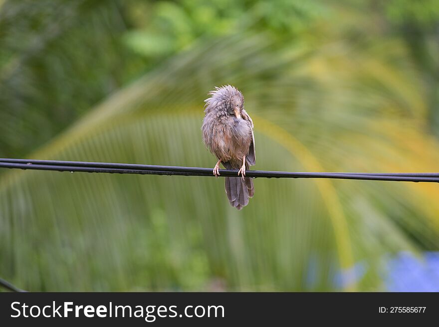 Wet gray color bird on a black wire