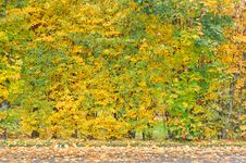 Autumn Trees Royalty Free Stock Image