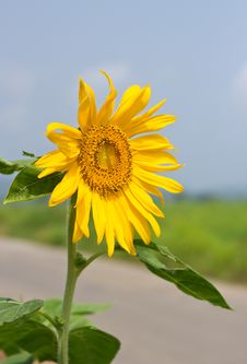 Close Up Sunflower Stock Images Close Up Sunflower Stock Images