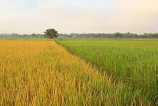 The Rice Fields In Thailand. Royalty Free Stock Photos The Rice Fields In Thailand. Royalty Free Stock Photos