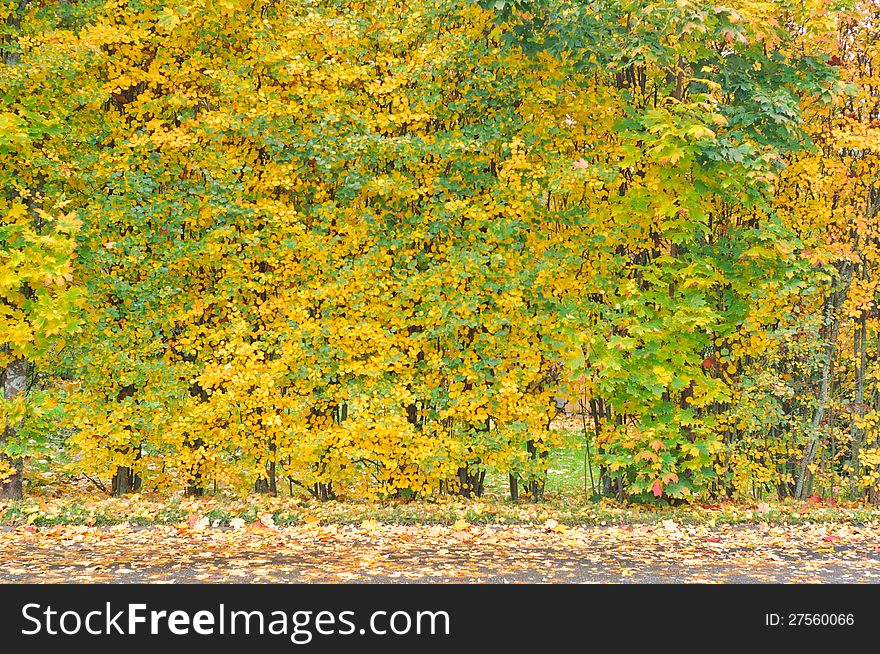 A row of colorful trees in the autumn with fallen leaves on the street. A row of colorful trees in the autumn with fallen leaves on the street.