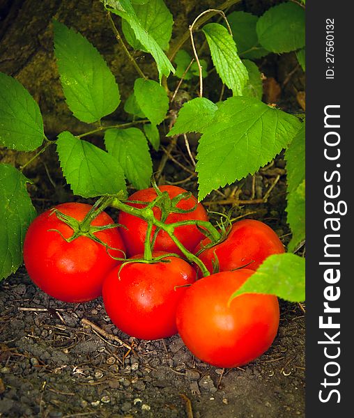 Picking fresh tomatoes from garden. Picking fresh tomatoes from garden